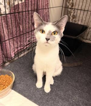 Pearl -  Domestic Short Hair Cat for Adoption in Batesville, Arkansas - Pearl | PetCurious