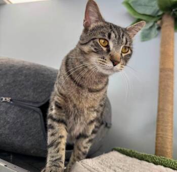 Mr. Grey -  Domestic Short Hair Cat for Adoption in Blaine, Minnesota - Mr. Grey | PetCurious