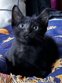 Rescue Domestic Short Hair Cats for Adoption in Broomall, Pennsylvania - Junebug | PetCurious