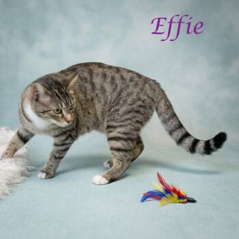 Effie C26-319 -  Domestic Short Hair Cat for Adoption in Lebanon, Tennessee - Effie C26-319 | PetCurious