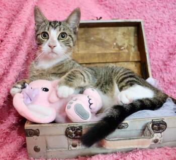Gigi -  Tabby and Tuxedo Cat for Adoption in St. Augustine, Florida - Gigi | PetCurious