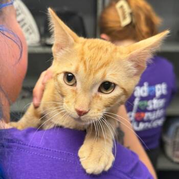 Cheeto -  Domestic Short Hair Cat Available for Adoption in Midland, Texas - Cheeto | PetCurious