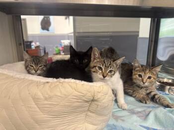 Domestic Short Hair Cats Available for Adoption in Hilton Head Island, South Carolina - Baby-Posh-Sporty-Spice | PetCurious