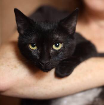 Domestic Short Hair Cats Available for Adoption - Nina Simone | PetCurious