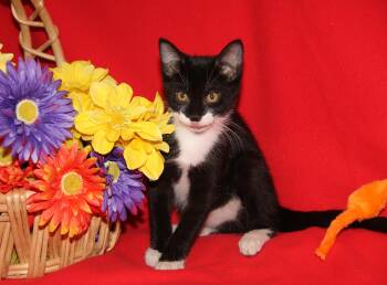 Saber (Photos July 14th 2026) -  Tuxedo and Domestic Short Hair Cat for Adoption in Marietta, Ohio - Saber (Photos July 14th 2026) | PetCurious