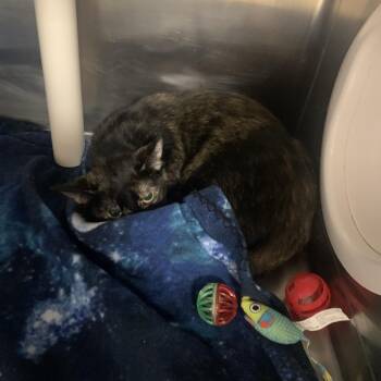 Cranberry -  Domestic Short Hair Cat for Adoption in West Palm Beach, Florida - Cranberry | PetCurious