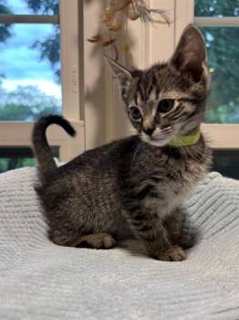 OMELETTE -  Domestic Short Hair Cat for Adoption in Louisville, Kentucky - OMELETTE | PetCurious