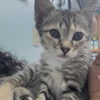 Willow -  Domestic Short Hair Cat for Adoption in Buffalo, New York - Willow | PetCurious