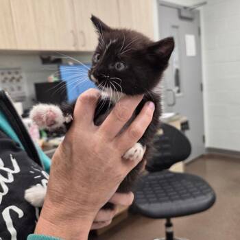 Pepper -  Domestic Short Hair Cat for Adoption in Chattanooga, Tennessee - Pepper | PetCurious