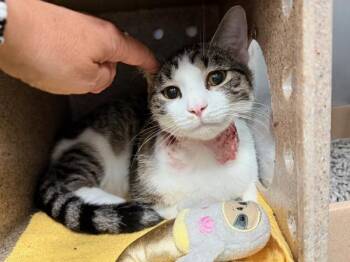 White Rhyme -  Domestic Short Hair Cat for Adoption in New York, New York - White Rhyme | PetCurious