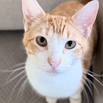 Hamilton -  Domestic Short Hair Cat Available for Adoption in Fort Worth, Texas - Hamilton | PetCurious