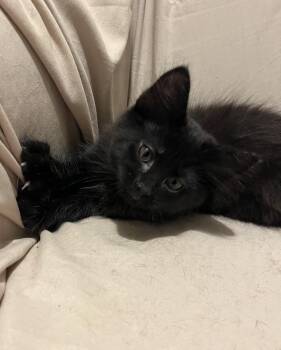 Domestic Long Hair Cats Available for Adoption in Dallas, Texas - Kumo | PetCurious