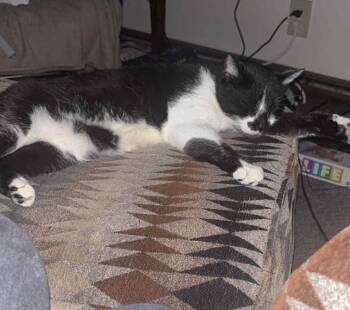 Rescue American Shorthair Cats for Adoption in Massillon, Ohio - Grandpa | PetCurious