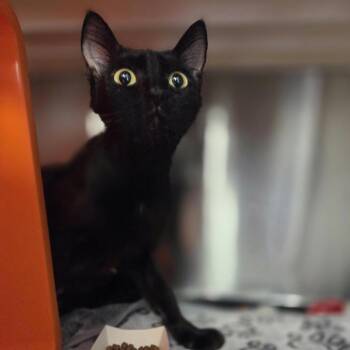 Zara -  Domestic Short Hair Cat for Adoption in Houston, Texas - Zara | PetCurious