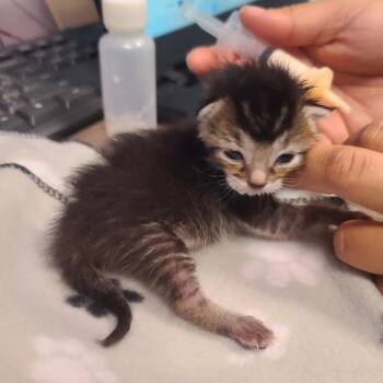 Wiseman -  Domestic Short Hair Cat for Adoption in Galveston, Texas - Wiseman | PetCurious