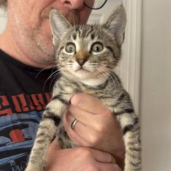 Ziggy -  Domestic Short Hair Cat for Adoption in Los Angeles, California - Ziggy | PetCurious