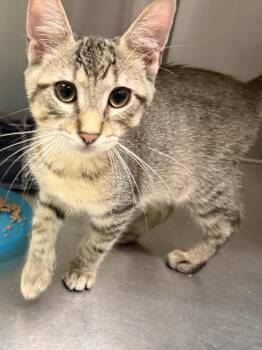 Samoa -  Domestic Short Hair Cat for Adoption in Wantagh, New York - Samoa | PetCurious