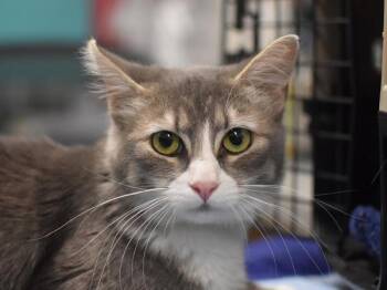 Nala -  Domestic Medium Hair Cat for Adoption in Portland, Oregon - Nala | PetCurious