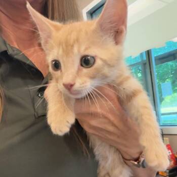 Banana Split -  Domestic Short Hair Cat for Adoption in Norman, Oklahoma - Banana Split | PetCurious
