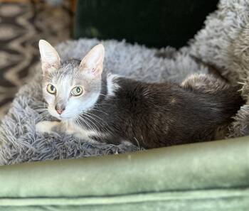 GRACIE -  Domestic Short Hair Cat for Adoption in Valparaiso, Indiana - GRACIE | PetCurious