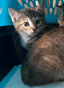 Laverne -  Domestic Short Hair Cat for Adoption in Cloquet, Minnesota - Laverne | PetCurious