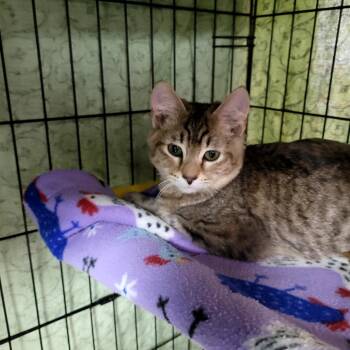 Domestic Short Hair Cats Available for Adoption - Badger | PetCurious