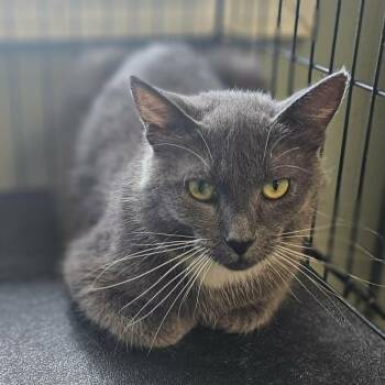 Duchess -  Domestic Short Hair Cat for Adoption in Wapakoneta, Ohio - Duchess | PetCurious
