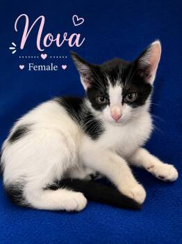 Domestic Short Hair Cats Available for Adoption in Johnson City, Tennessee - Nova | PetCurious