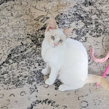 Bambi -  Siamese Cat for Adoption in Wyandotte, Michigan - Bambi | PetCurious