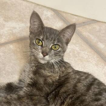 Domestic Short Hair Cats Available for Adoption - Sasha | PetCurious