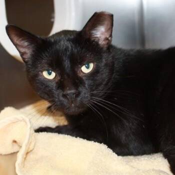 Amphitere -  Domestic Short Hair Cat for Adoption in Richmond, Virginia - Amphitere | PetCurious