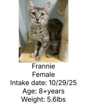 Rescue Domestic Short Hair Cats for Adoption in Staffordsville, Kentucky - Frannie | PetCurious