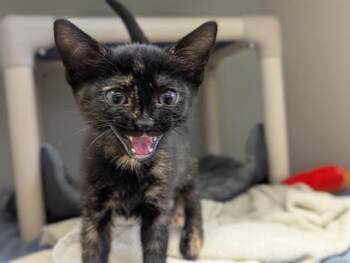 Domestic Short Hair Cats Available for Adoption in Salinas, California - BELLISIMA | PetCurious