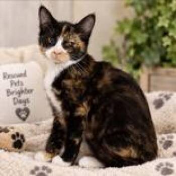 Albany -  Domestic Short Hair Cat for Adoption in Portsmouth, Ohio - Albany | PetCurious