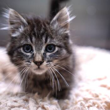 Bear -  Domestic Short Hair Cat Available for Adoption in Gainesville, Georgia - Bear | PetCurious