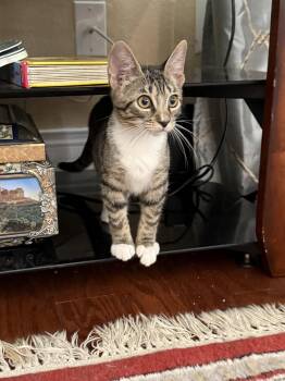 Kentucky -  Domestic Short Hair Cat for Adoption in Zephyrhills, Florida - Kentucky | PetCurious