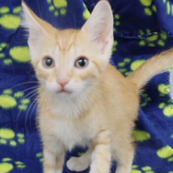Pipette -  Domestic Short Hair Cat for Adoption in Chaska, Minnesota - Pipette | PetCurious