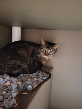 Domestic Short Hair Cats Available for Adoption in Albuquerque, New Mexico - BRIGHT EYES | PetCurious