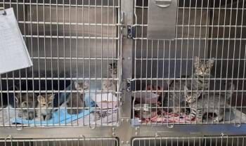 DAHLIA -  Domestic Short Hair Cat for Adoption in Anchorage, Alaska - DAHLIA | PetCurious