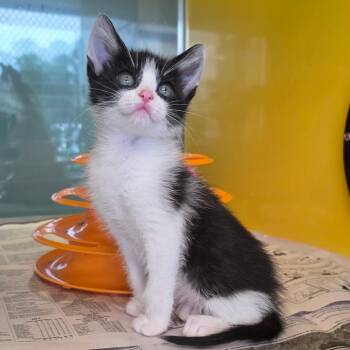 Domestic Short Hair Cats Available for Adoption in Abilene, Texas - Killian | PetCurious