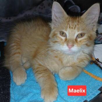 Maelix C12180 -  Domestic Short Hair Cat for Adoption - Maelix C12180 | PetCurious