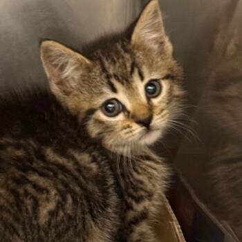 Dunkaroos -  Domestic Short Hair Cat for Adoption in Troy, Virginia - Dunkaroos | PetCurious