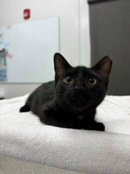 The Dangers of Banjo Maintenance -  Domestic Short Hair Cat for Adoption in Kansas City, Missouri - The Dangers Of Banjo Maintenance | PetCurious