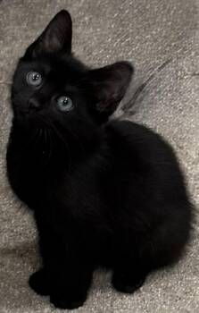 Princess -  Domestic Short Hair Cat Available for Adoption in Boca Raton, Florida - Princess | PetCurious