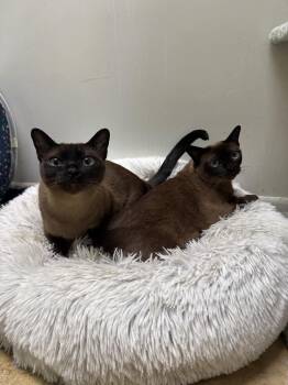 Winona -  Tonkinese Cat for Adoption in Lancaster, Pennsylvania - Winona | PetCurious