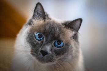 Ghost- prod test- NOT FOR ADOPTION- AIF -  Siamese Cat for Adoption in Bettles, Alaska - Ghost- Prod Test- NOT FOR ADOPTION- AIF | PetCurious