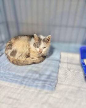 Domestic Short Hair Cats Available for Adoption - Peony | PetCurious