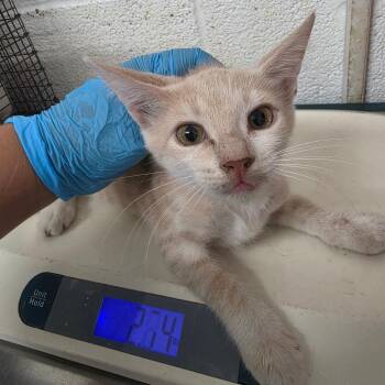 will -  Domestic Short Hair Cat for Adoption in Edinburg, Texas - Will | PetCurious