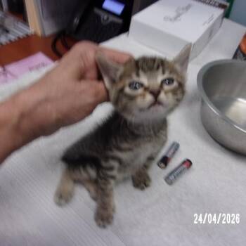Kyle -  Domestic Short Hair Cat Available for Adoption in Milton, Florida - Kyle | PetCurious