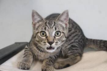 Rum Tum Tugger -  Domestic Short Hair Cat for Adoption in Chestertown, Maryland - Rum Tum Tugger | PetCurious